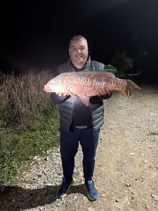 Mirror Carp