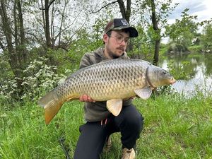 Common Carp