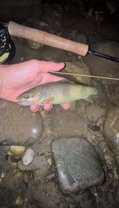 Brown Trout