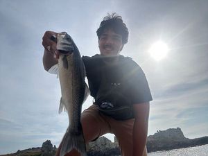 European Bass (Seabass)