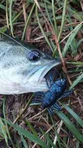Largemouth Bass