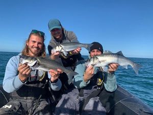 European Bass (Seabass)