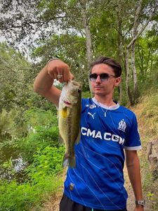 Largemouth Bass