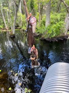 Black Bullhead