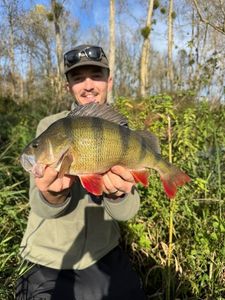 European Perch