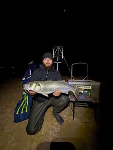 European Bass (Seabass)