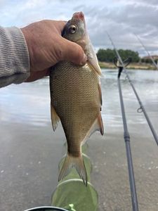 Common Bream