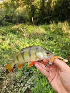 European Perch