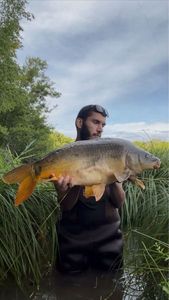 Mirror Carp