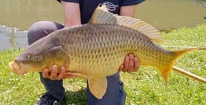 Common Carp