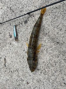Pesce lucertola