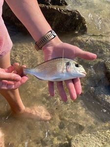 Gilthead Seabream