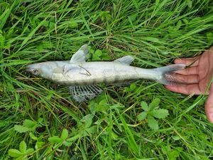 Zander
