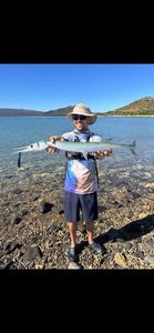 Garfish