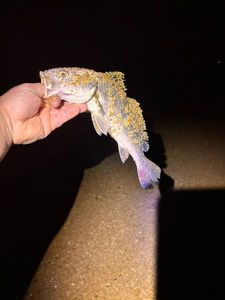European Bass (Seabass)