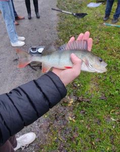 European Perch