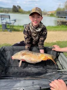 Mirror Carp