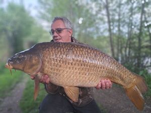Common Carp