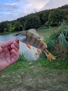 European Perch
