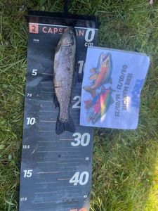 Rainbow Trout