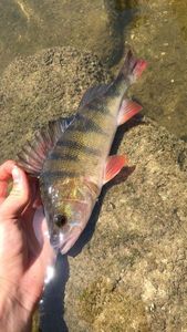 European Perch