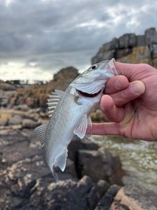 European Bass (Seabass)