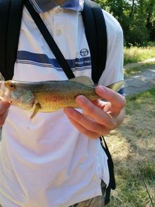 Largemouth Bass