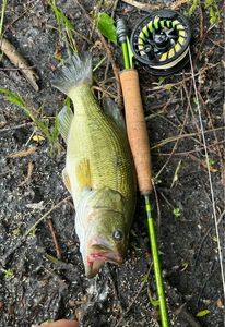 Largemouth Bass