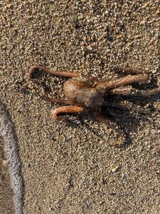 Common Octopus