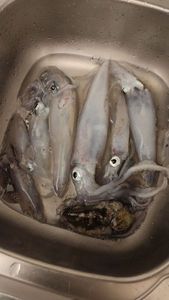 European Squid