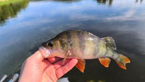 European Perch