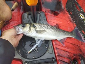 European Bass (Seabass)