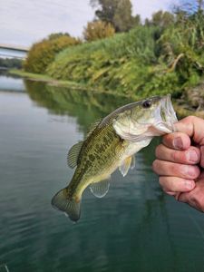 Largemouth Bass