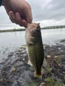 Smallmouth Bass