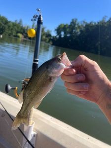 Largemouth Bass