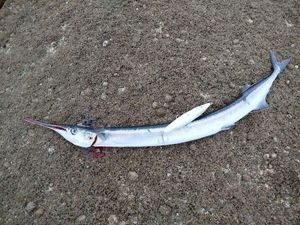 Garfish