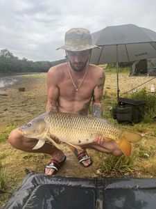 Common Carp