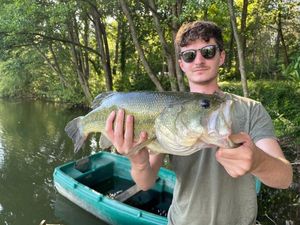 Largemouth Bass
