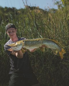 Northern Pike
