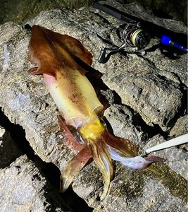 European Squid