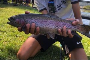 Rainbow Trout