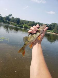 European Perch