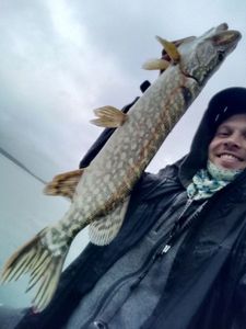 Northern Pike