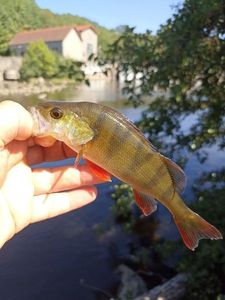 European Perch