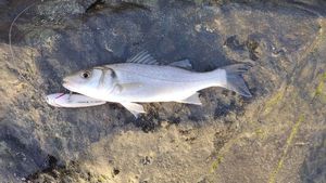 European Bass (Seabass)