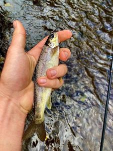 Brown Trout