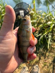 European Perch