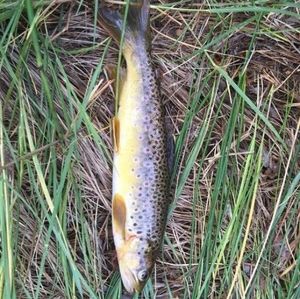 Rainbow Trout