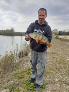 European Perch