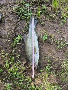 Largemouth Bass
